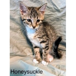 Photo of Honeysuckle