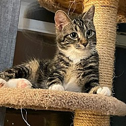 Photo of Susky (sweet marble kitty)