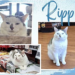 Thumbnail photo of Ripp #1