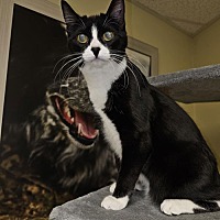 adopt a pet