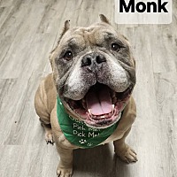 adopt a pet