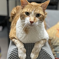 adopt a pet