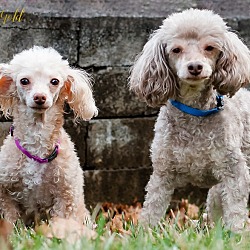 Thumbnail photo of Nyree and Teddy- BONDED PAIR #1