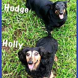 Thumbnail photo of Holly & Hodge #2