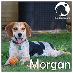 Photo of Morgan