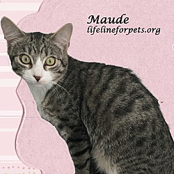 Thumbnail photo of MAUDE #1
