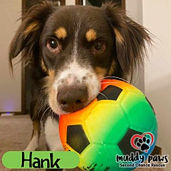 Thumbnail photo of Hank (Courtesy Post) #3