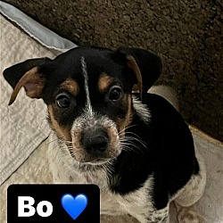Photo of Bo