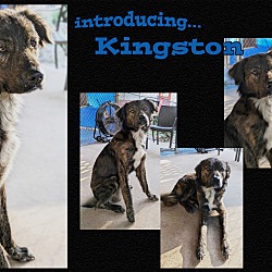 Thumbnail photo of Kingston #3