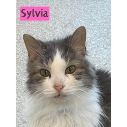 Photo of SYLVIA