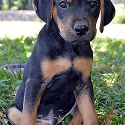 Photo of RC (puppy)