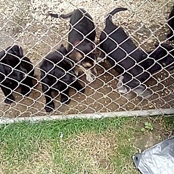 Thumbnail photo of Puppies #2