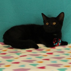 Thumbnail photo of Oscar: Visit me at Elkhart PetSmart! #2