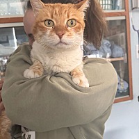 adopt a pet