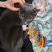 adopt a pet