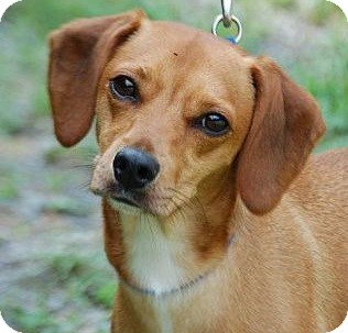 italian greyhound beagle mix