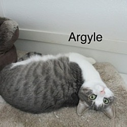 Thumbnail photo of Argyle #2