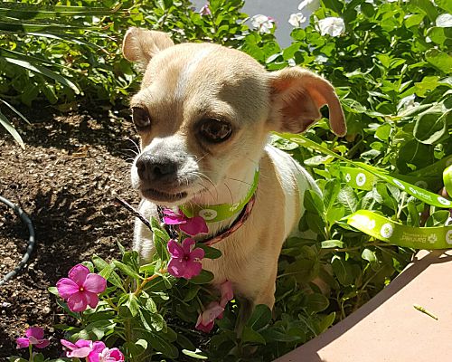 San Tan Valley, AZ Chihuahua. Meet Dobbie a Pet for