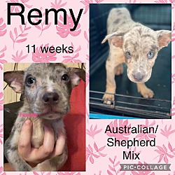 Thumbnail photo of Remy #1