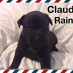 Thumbnail photo of Claude Rains #1