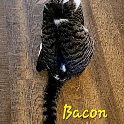 Thumbnail photo of Bacon #2