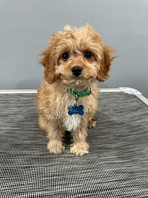 West Milford, NJ - Cavapoo. Meet Nathans a Pet for Adoption - AdoptaPet.com