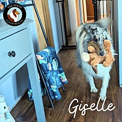 Thumbnail photo of Giselle #4