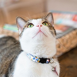 Thumbnail photo of Kit Cat #1