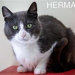 Photo of Herman (FCID# 02/29/2024 - 46 Trainer) C