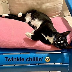 Thumbnail photo of Twinkle #2