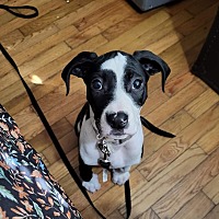 adopt a pet