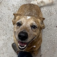 adopt a pet