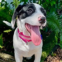 adopt a pet