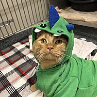 adopt a pet