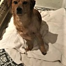 Beagle Puppies - Beagle Rescue and Adoption Near You