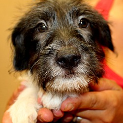Thumbnail photo of Abel~adopted! #2