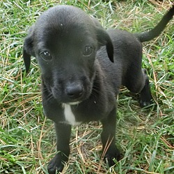 Thumbnail photo of Black Jack~adopted! #1