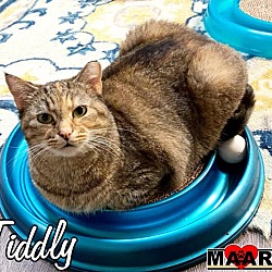 Thumbnail photo of Tiddly #4