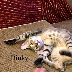 Thumbnail photo of DINKY #2