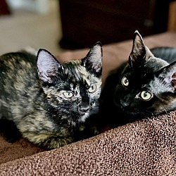 Photo of Goldie & her brother Bennie