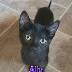 Thumbnail photo of Ally #1