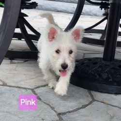 Thumbnail photo of (Brie) Pink Collar #2