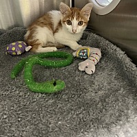 adopt a pet