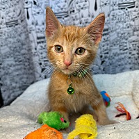 adopt a pet