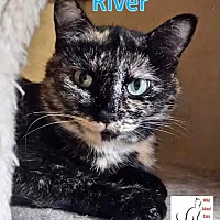 adopt-pet