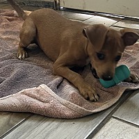 adopt a pet