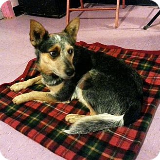 New Martinsville, WV - Blue Heeler. Meet Joey a Pet for Adoption.