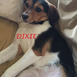 Thumbnail photo of DIXIE #1