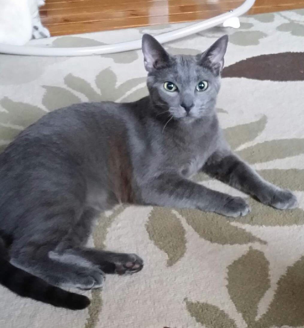 Adopt Charcoal A Gray Or Blue Siamese (short Coat) Cat In Horsham, PA