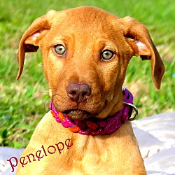 Thumbnail photo of Penelope ~ meet me! #1